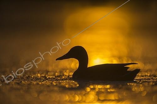 Biosphoto | 1934407 | Female Mallard swimming, summer - GB | &copy; Frédéric Desmette / Biosphoto