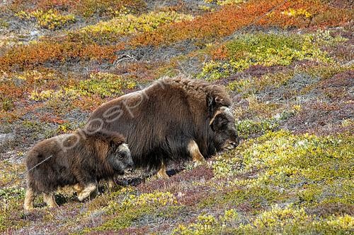 Biosphoto | 2564273 | Female Muskox (Ovibos moschatus) and calf on the autumn tundra of Scoresby Sound, Greenland | &copy; Raphaël Sané / Biosphoto