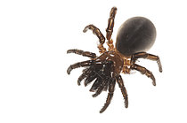Biosphoto | 2609368 | Female of trapdoor spider (Cteniza sauvagesi) on a white background, top view, Corse, France | &copy; Tonči Maletic / Biosphoto