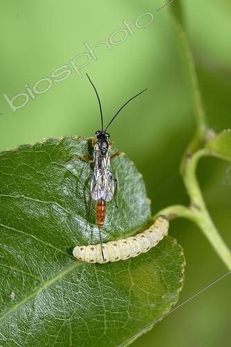 Biosphoto | 686384 | Female Parasitoid wasp laying eggs in on caterpillar France | &copy; Jean-Claude Malausa / Biosphoto