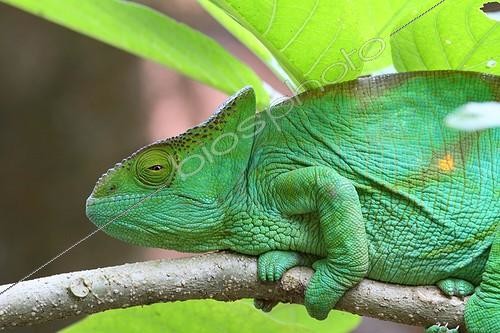 Biosphoto | 2026044 | Female Parson's Chameleon on a branch - Madagascar  | &copy; Jean Mayet / Biosphoto