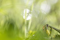 Biosphoto | 2546686 | Female Praying Mantis (Mantis religiosa) eaten by Black Garden Ants (Lasius niger), Alsace, France | &copy; Benoît Personnaz / Biosphoto