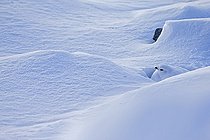 Biosphoto | 1973435 | Female ptarmigan in the snow - Alps Valais Switzerland  | &copy; Olivier Born / Biosphoto