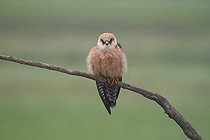 Biosphoto | 1235780 | Female Red-footed Falcon in the Hortobagy NP Hungary | &copy; Jean-François Noblet / Biosphoto