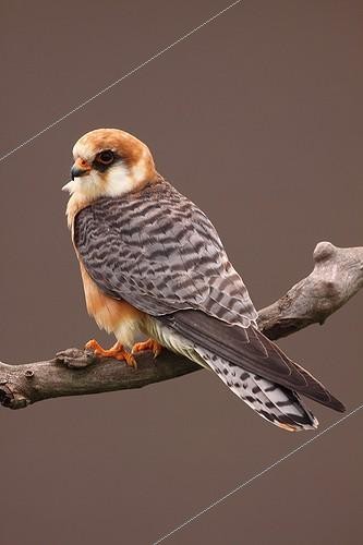 Biosphoto | 1119299 | Female Red-footed falcon on a branch | &copy; Emile Barbelette / Biosphoto