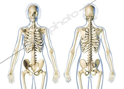 Biosphoto | 2475929 | Female skeletal system front and rear views, on white background. | &copy; Leonello Calvetti / Stocktrek Images / Biosphoto