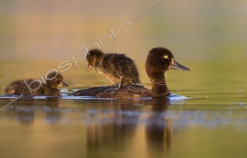Biosphoto | 1934395 | Female Tufted Duck swimming with a young on the back - GB | &copy; Frédéric Desmette / Biosphoto