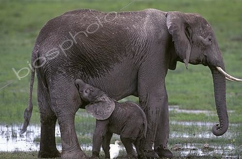 Biosphoto | 1955 | Femelle et éléphanteau d'Afrique Kenya | &copy; Jean-Michel Labat / Biosphoto