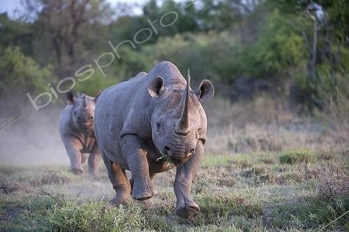 Biosphoto | 2008774 | Femelle Rhinocéros noir chargeant - Afrique du Sud ; Accompagnée de son petit | &copy; Peter Delaney / imageBROKER / Biosphoto