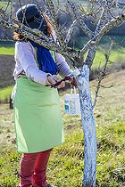 Biosphoto | 2441403 | Femme appliquant un badigeon arboricole sur le tronc d'un pêcher, en fin d'hiver. | &copy; Jean-Michel Groult / Biosphoto