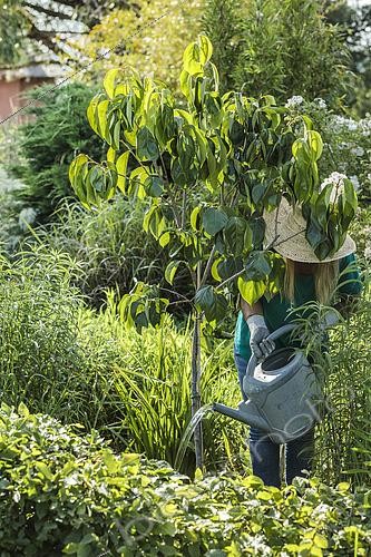 Biosphoto | 2582823 | Femme arrosant un jeune arbre fruitier assoiffé (plaqueminier, Diospyros kaki) en début d'été. | &copy; Jean-Michel Groult / Biosphoto