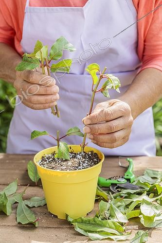Biosphoto | 2546943 | Femme bouturant des fuchsias, en été. Technique du bouturage de portion de tige. | &copy; Jean-Michel Groult / Biosphoto