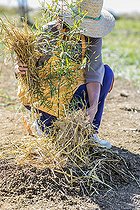 Biosphoto | 2458069 | Femme couvant une cuvette d'arrosage de paillis pour limiter l'évaporation au pied d'un jeune Eucalyptus (Eucalyptus sp). | &copy; Jean-Michel Groult / Biosphoto