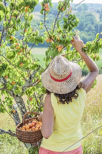 Biosphoto | 2433153 | Femme cueillant des abricots dans un verger amateur. | &copy; Jean-Michel Groult / Biosphoto