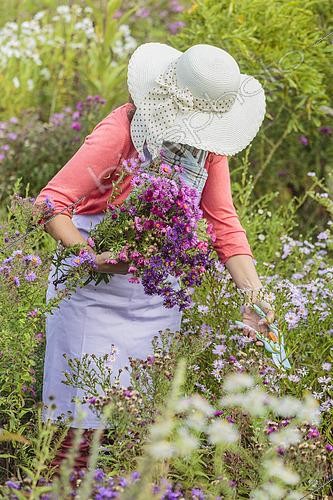 Biosphoto | 2459669 | Femme cueillant des fleurs dans un massif d'asters, en automne. | &copy; Jean-Michel Groult / Biosphoto