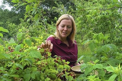 Biosphoto | 15869 | Femme cueillant des framboises | &copy; Vilma Meunier / Biosphoto