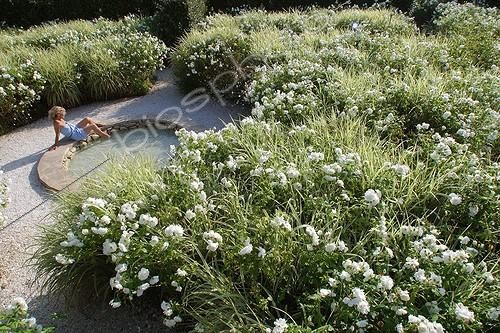 Biosphoto | 154756 | Femme et décors du Jardin de l'Alchimiste à Eygalières ; L'oeuvre au blanc'. Paysagistes : Arnaud Maurières et Eric Ossart. Rosier 'Fée des neiges' | &copy; MG de Saint Venant / Biosphoto