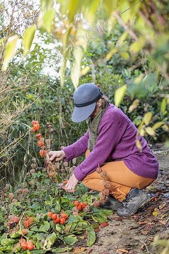 Biosphoto | 2491329 | Femme nettoyant des tiges d'amour en cage, en automne. | &copy; Jean-Michel Groult / Biosphoto