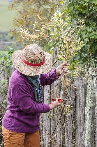 Biosphoto | 2491303 | Femme nettoyant les restes d'un pois de senteur vivace (Lathyrus latifolius). | &copy; Jean-Michel Groult / Biosphoto