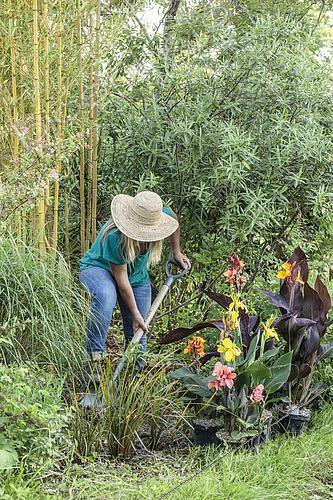 Biosphoto | 2582854 | Femme plantant des cannas pour égayer un massif, en été. | &copy; Jean-Michel Groult / Biosphoto