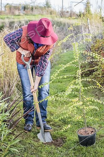 Biosphoto | 2434674 | Femme plantant un arbre Epine du Christ (Paliurus spina-christi), en automne | &copy; Jean-Michel Groult / Biosphoto