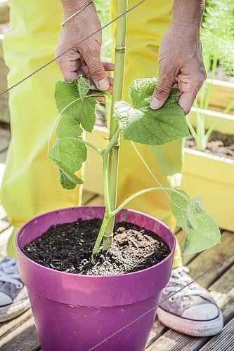 Biosphoto | 2570078 | Femme plantant un concombre en pot sur une terrasse. Tuteurage. | &copy; Jean-Michel Groult / Biosphoto