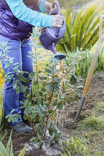 Biosphoto | 2546934 | Femme plantant un goyavier du Brésil (Feijoa, ou Acca), en fin de journée, au printemps. | &copy; Jean-Michel Groult / Biosphoto