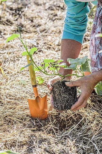 Biosphoto | 2487811 | Femme plantant un plant de patate douce 'Beauregard', dans un potager paillé. | &copy; Jean-Michel Groult / Biosphoto