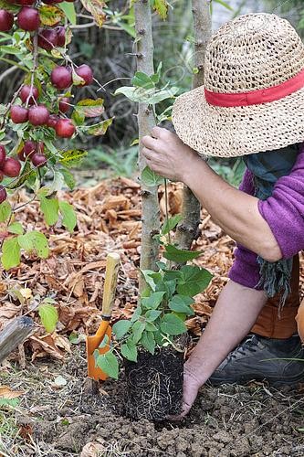 Biosphoto | 2572707 | Femme plantant une plante grimpante (Dregea) au pied d'un pommier, en automne. | &copy; Jean-Michel Groult / Biosphoto