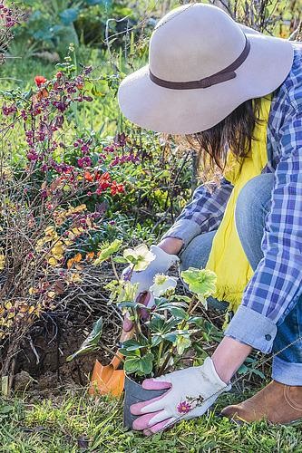 Biosphoto | 2431016 | Femme plantant une Rose de Noël (Helleborus niger) en automne. | &copy; Jean-Michel Groult / Biosphoto