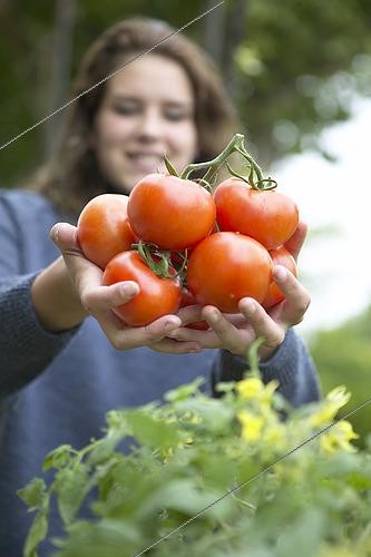Biosphoto | 2493507 | Femme portant une grappe de tomates | &copy; Visions Pictures / Biosphoto