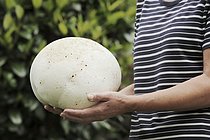 Biosphoto | 2609130 | Femme portant une Vesse-de-loup géante (Langermannia gigantea, Calvatia gigantea), Rhénanie-du-Nord-Westphalie, Allemagne | &copy; Christian Hütter / imageBROKER / Biosphoto