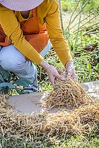 Biosphoto | 2440538 | Femme pratiquant le désherbage écologique avec carton et paille. 3 : couvrir le carton d'une épaisse couche organique comme de la paille. | &copy; Jean-Michel Groult / Biosphoto