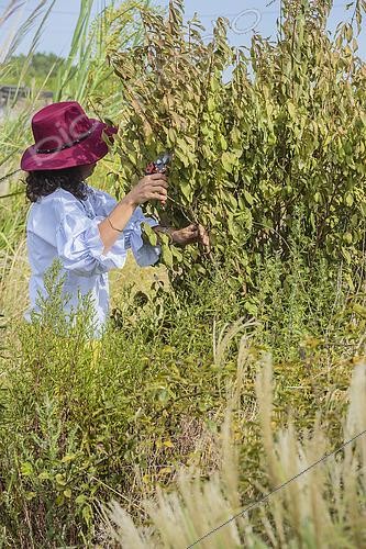 Biosphoto | 2548563 | Femme pratiquant une taille de soulagement sur un forsythia flétrissant à cause de la sécheresse : réduction de la ramure afin d'éviter des dégâts irréversibles. | &copy; Jean-Michel Groult / Biosphoto
