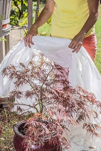 Biosphoto | 2433152 | Femme protégeant un érable du Japon en pot, (Acer palmatum) 'Dissectum Atropurpureum', contre la canicule en posant un voile contre les coups de soleil. | &copy; Jean-Michel Groult / Biosphoto
