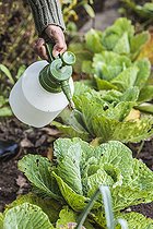 Biosphoto | 2452408 | Femme pulvérisant un extrait végétal sur un chou en automne. Une pulvérisation de produit naturel, comme un extrait végétal ou un anti-chenille à base de Bacillus, protège les choux contre les nombreux ravageurs qui s'y attaquent. | &copy; Jean-Michel Groult / Biosphoto
