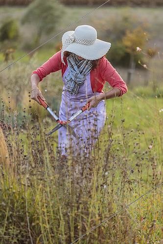 Biosphoto | 2459677 | Femme rabattant des vivaces fanées en automne. | &copy; Jean-Michel Groult / Biosphoto