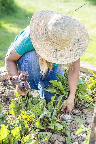 Biosphoto | 2582842 | Femme récoltant des betteraves dans un petit potager, en début d'été. | &copy; Jean-Michel Groult / Biosphoto