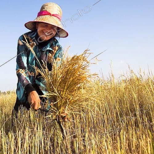 Biosphoto | 1633748 | Femme récoltant le Riz à la faucille Cambodge ; Jeune femme coupe à la faucille, met la paille en gerbes et les dressent en meules avant la moisson | &copy; Claudius Thiriet / Biosphoto