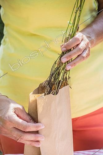 Biosphoto | 2433151 | Femme récupérant des graines d'ancolie commune (Aquilegia vulgaris) dans un sachet de papier kraft. | &copy; Jean-Michel Groult / Biosphoto