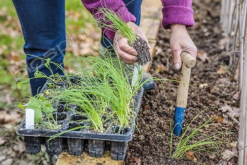 Biosphoto | 2572635 | Femme repiquant de la ciboule 'Tokyo Long White' dans un petit potager. | &copy; Jean-Michel Groult / Biosphoto