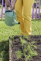 Biosphoto | 2459433 | Femme repiquant un plant de fenouil potager (fenouil de Florence) dans un potager en carré, en juin. | &copy; Jean-Michel Groult / Biosphoto
