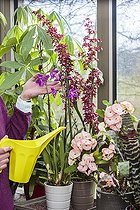 Biosphoto | 2458090 | Femme soignant une Orchidée en fleur en intérieur et vérifiant le besoin d'arrosage. | &copy; Jean-Michel Groult / Biosphoto