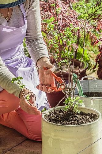 Biosphoto | 2441405 | Femme taillant un groseillier (Ribes grossularia) cultivé en pot sur une terrasse, au printemps. | &copy; Jean-Michel Groult / Biosphoto