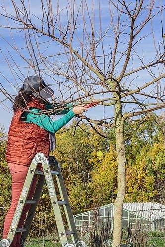 Biosphoto | 2434686 | Femme taillant un murier-platane en plateau, en hiver | &copy; Jean-Michel Groult / Biosphoto