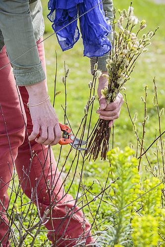 Biosphoto | 2491352 | Femme taillant une haie de saule à chatons, au printemps. | &copy; Jean-Michel Groult / Biosphoto