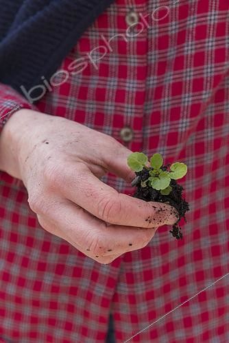 Biosphoto | 2391668 | Femme tenant un plant de Pensée cornue (Viola cornuta) dans sa main, printemps, Pas de Calais, France | &copy; Yann Avril / Biosphoto