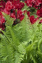 Biosphoto | 1100321 | Fern and rhododendron in bloom in a garden | &copy; Frédéric Didillon / Biosphoto
