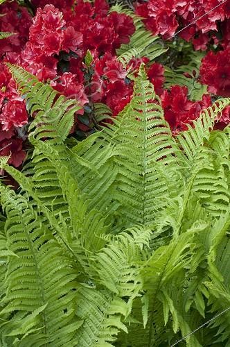 Biosphoto | 1100321 | Fern and rhododendron in bloom in a garden | &copy; Frédéric Didillon / Biosphoto