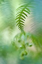 Biosphoto | 2090797 | Fern foliage | &copy; Pedro Javier Pascual Hernandez / Biosphoto